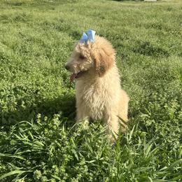 Goldie girl - Apricot female Goldendoodle puppy in Quitman, Texas from Wright Doodles