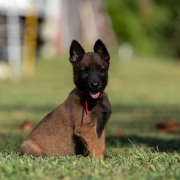 M: Red Male (Fawn) - Yellow male Dutch Shepherd puppy in Alum Creek, West Virginia from Stay Wild K9