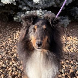 Heidi - Shetland Sheepdog