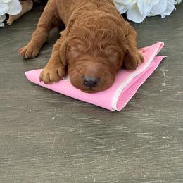 Elie - Red  female Poodle puppy in Cape Coral, Florida from Ruby the poodle