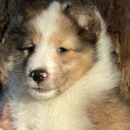 Shetland Sheepdog Puppies from SquiresShelties