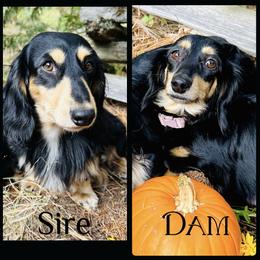 Dachshund Puppies from Treasure Dachshunds
