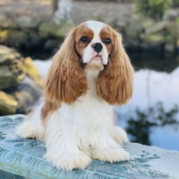 Moses - Cavalier King Charles Spaniel