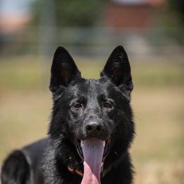 Ferdinand Charlies Court - Black male German Shepherd puppy in Ann Arbor, Michigan from Von Der Havier German Shepherds