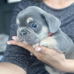 French Bulldog Puppies from Frenchie Paws