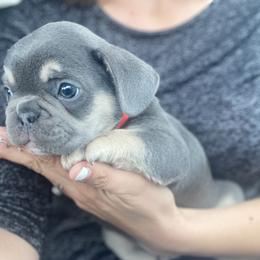 French Bulldog Puppies from Frenchie Paws
