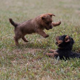 Australian Terrier Puppies from Temora Australian Terriers