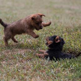 Australian Terrier Puppies from Temora Australian Terriers