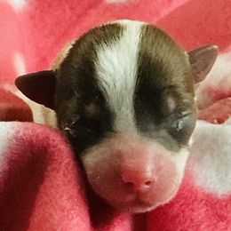 Niki - Black and white female Companion Cross puppy in Mankato, Minnesota from Niko Terriers