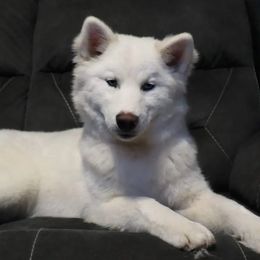 Mercy - Siberian Husky