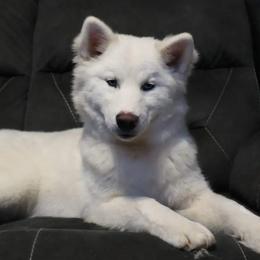 Mercy - Siberian Husky