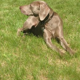 Pepper - Weimaraner