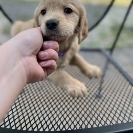 Golden Retriever Puppies from Renko Kennel