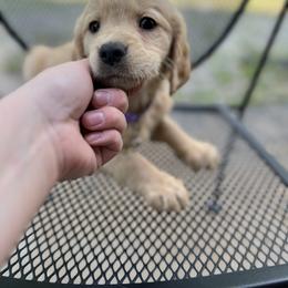 Golden Retriever Puppies from Renko Kennel