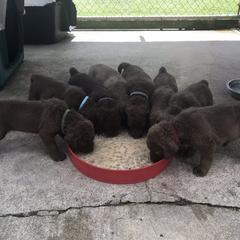 Chesapeake Bay Retriever Puppies from Rebecca's Bay Retrievers