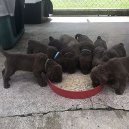 Chesapeake Bay Retriever Puppies from Rebecca's Bay Retrievers