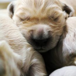 Golden Retriever Puppies from Golden Meadows of Utah