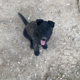 American Eskimo Dog and German Shepherd Puppies from Lone Cone Kennels