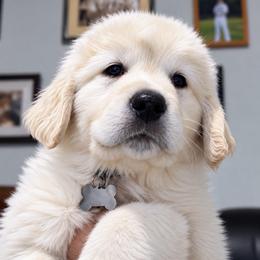 Kingston grey boy - Light golden male Golden Retriever puppy in Fresno, California from Warwick’s Central California Goldens