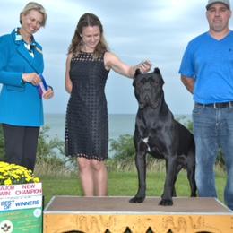 Vinnie - Cane Corso