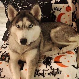Siberian Huskies from Mythical Huskies