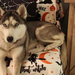 Siberian Huskies from Mythical Huskies
