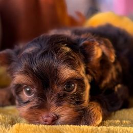 Snickers - Chocolate, tan and white male Yorkshire Terrier puppy in Richmond, Texas from Perfectly Posh Pets