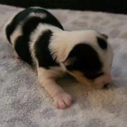 Berry - Parti male Yorkshire Terrier puppy in Stockton, California from Maranatha Yorkies - Stockton