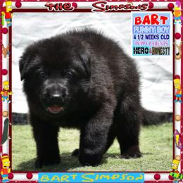 BART -- Funny -- Happy pup - Black male German Shepherd puppy in Murrieta, California from Diamond Oaks German Shepherds