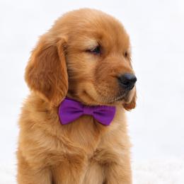 Grace - Dark golden female Golden Retriever puppy in Elmwood Park, Illinois from Goldens&MiniAussiesWithFinesse