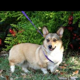Kellyn - Sable female Pembroke Welsh Corgi puppy in De Witt, Arkansas from Western Plains Kennel