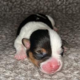 Holstein-Mismark - White and black male Pembroke Welsh Corgi puppy in Benton, Arkansas from High Cotton Corgis
