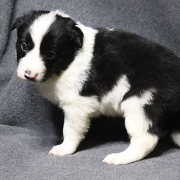Miney - Black male Border Collie puppy in Richmond, Maine from Lil Maine Border Collies