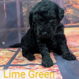 Mr Lime Green - Black male Labradoodle puppy in Lebanon, Pennsylvania from Robertson's Retrievers and Doodles