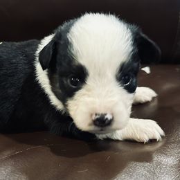 Black male-1 H - Black tri male Toy Australian Shepherd puppy in Lame Deer, Montana from Bar M Toy Aussies