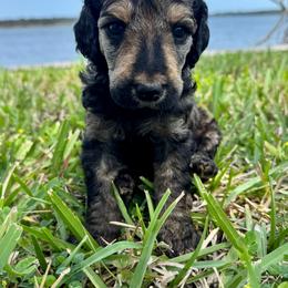 Suki - Sable female Poodle puppy in Jacksonville, Florida from Creek Side Kennels