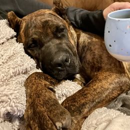 Cane Corso Puppies from Wilco Cane Corso