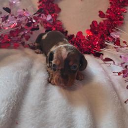 Snuggles - Dapple female Dachshund puppy in Opelika, Alabama from Dachshund Darlins