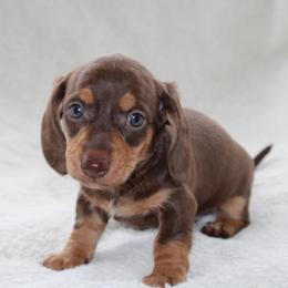 Raphael - Chocolate and tan male Dachshund puppy in Fairfax, Iowa from Grayson’s Lovable Dachshunds