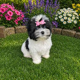 Nova - Chocolate, tan and white female Yorkshire Terrier puppy in Smithville, Oklahoma from Bristy’s Pampered Pups