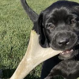 Labrador Retrievers from Rocky Mountain Dogs - Utah