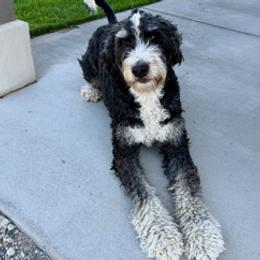 Bernedoodle puppies from Camp Doodle Woods