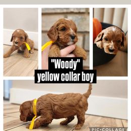 Cavapoo and Poodle Puppies from Salt Creek Doodles