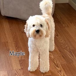 Maple - Goldendoodle