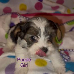 Purple - Parti female Yorkshire Terrier puppy in South Lake Tahoe, California from Sierra Nevada Yorkies