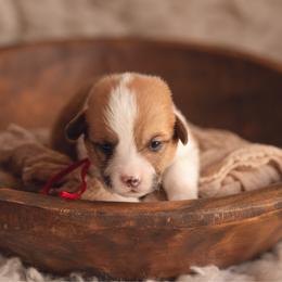 Red Collar - Tennessee - Red male Pembroke Welsh Corgi puppy in Waverly Hall, Georgia from 6g Ranch Corgis