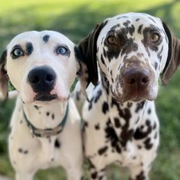 Dalmatians from DAXX Dalmatians