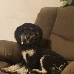 Ribbon - Bernedoodle
