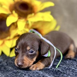 Waggles 2800 - Chocolate and tan female Dachshund puppy in Hendersonville, North Carolina from Snarky Doxy Miniature Dachshunds