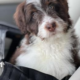 Aussiedoodle, Australian Shepherd, and Goldendoodle Puppies from Junipersdoodles
